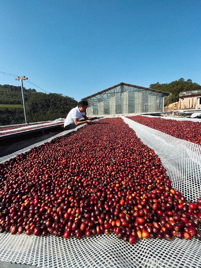 金标采摘与晾晒